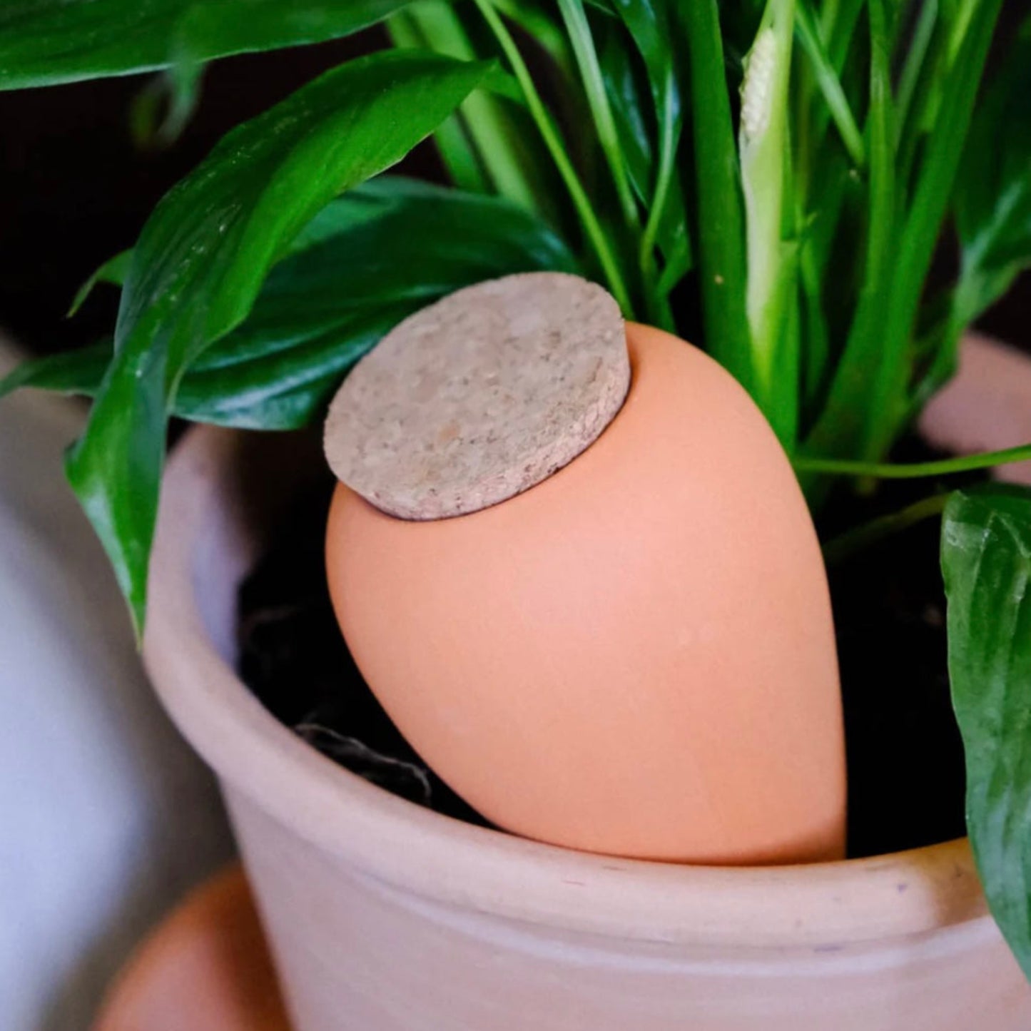 Olla hydratante en terracotta