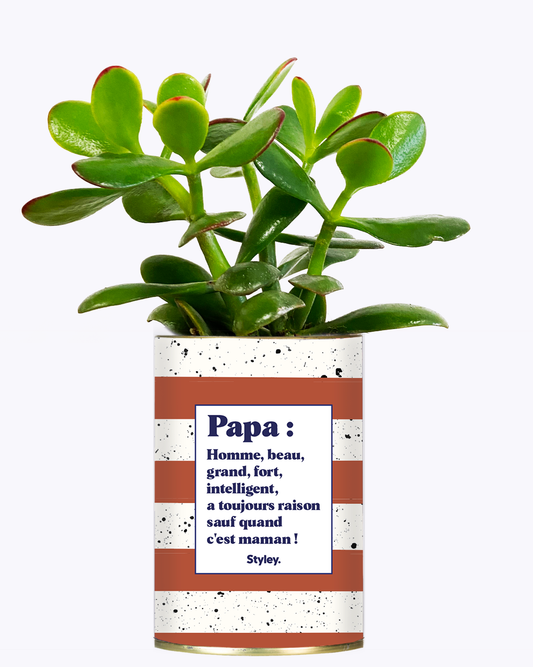 Plante grasse - Papa définition