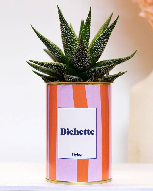 Plante en pot - Bichette - Cactus - pot à rayures