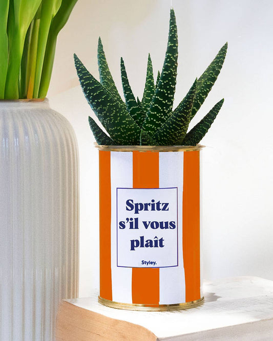 Plante en pot - Spritz s'il vous plaît - pot à rayures