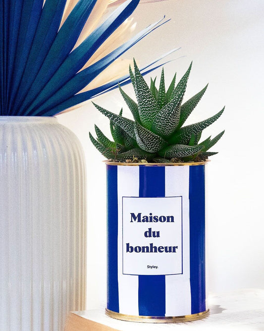 Plante grasse - Maison du bonheur - pot à rayures