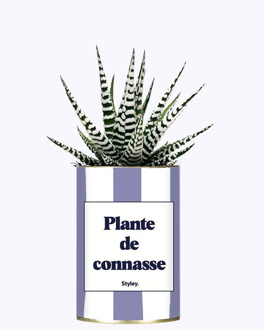 Plante Grasse - Plante de connasse